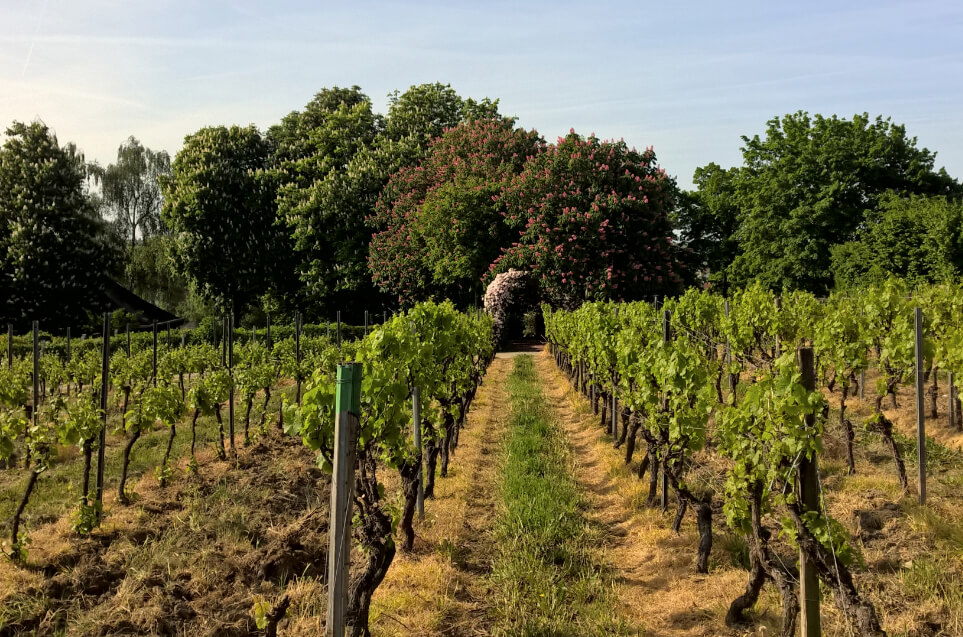 Vignes au printemps domaine du Puy Rigault